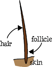 diagram of hair follicle